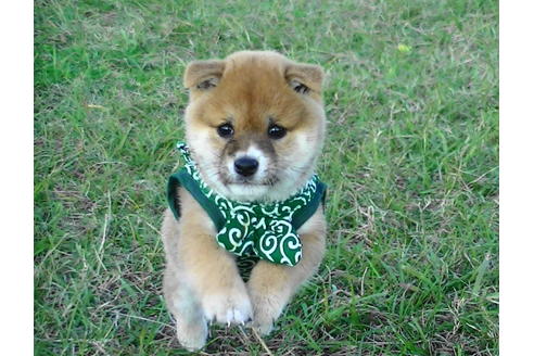 成約済の福岡県の豆柴-82281の6枚目