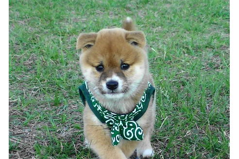 成約済の福岡県の豆柴-82281の5枚目