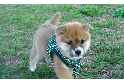 成約済の福岡県の豆柴-82281の4枚目