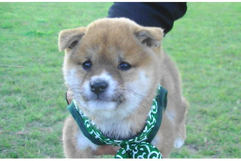 成約済の福岡県の豆柴-82281の3枚目