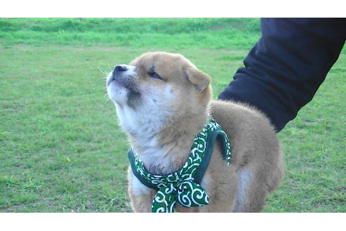 成約済の福岡県の豆柴-82281の2枚目