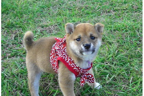 成約済の福岡県の豆柴-82283