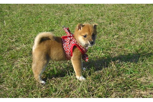 成約済の福岡県の豆柴-82283の4枚目