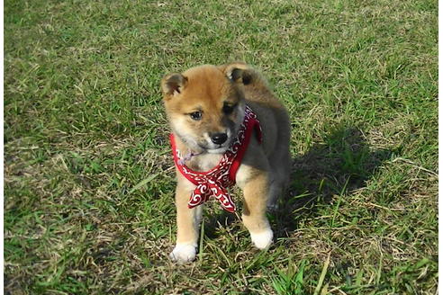 成約済の福岡県の豆柴-82283の3枚目