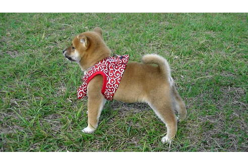 成約済の福岡県の豆柴-82283の2枚目