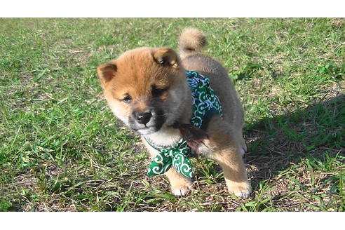 成約済の福岡県の豆柴-82280の4枚目