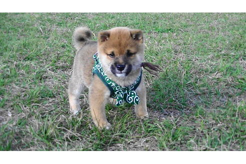 成約済の福岡県の豆柴-82280の3枚目