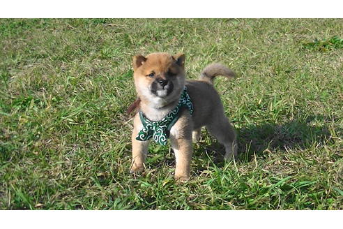 成約済の福岡県の豆柴-82280の1枚目