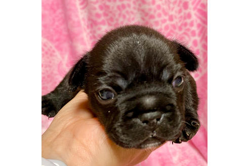 成約済の埼玉県のフレンチブルドッグ-85265