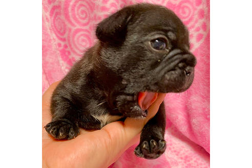 成約済の埼玉県のフレンチブルドッグ-85265の4枚目