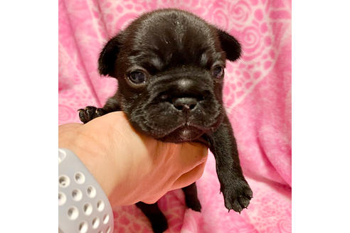 成約済の埼玉県のフレンチブルドッグ-85265の3枚目