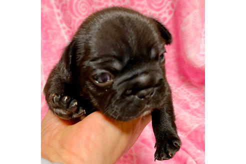 成約済の埼玉県のフレンチブルドッグ-85265の2枚目