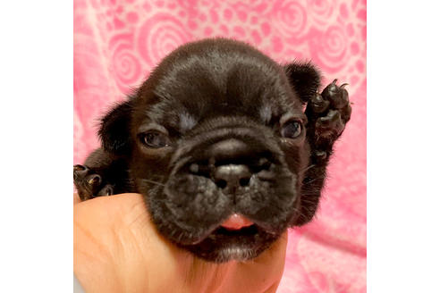 成約済の埼玉県のフレンチブルドッグ-85267