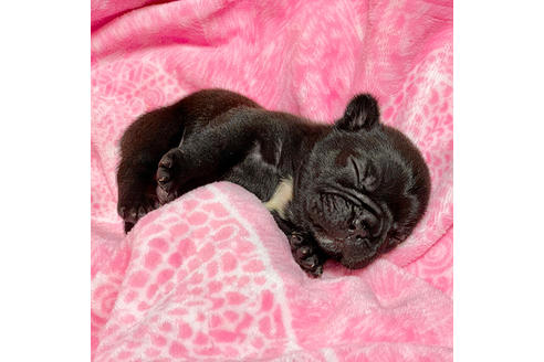 成約済の埼玉県のフレンチブルドッグ-85267の4枚目