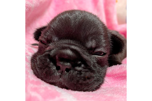 成約済の埼玉県のフレンチブルドッグ-85267の3枚目