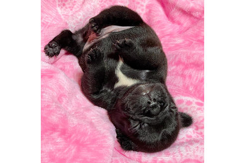 成約済の埼玉県のフレンチブルドッグ-85267の2枚目