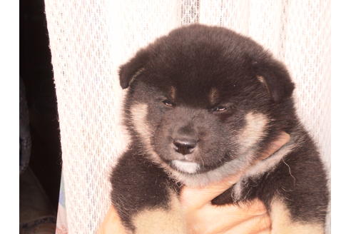 成約済の三重県の柴犬-85281の1枚目