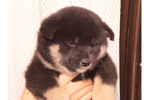 成約済の三重県の柴犬-85281の2枚目