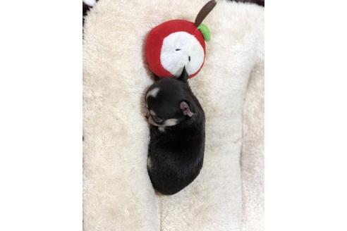 成約済の香川県のチワワ(スムースコート)-84806の4枚目