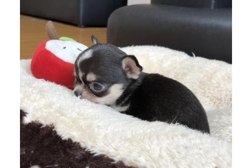 成約済の香川県のチワワ(スムースコート)-84806の2枚目