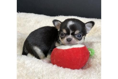 成約済の香川県のチワワ(スムースコート)-84806の1枚目