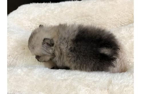 成約済の香川県のポメラニアン-85307の3枚目