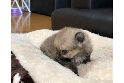 成約済の香川県のポメラニアン-85307の2枚目