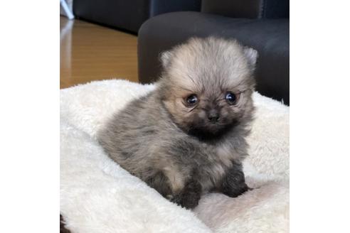成約済の香川県のポメラニアン-85307の1枚目