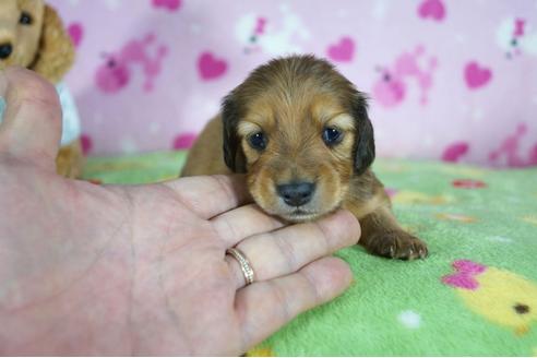 成約済の兵庫県のミニチュアダックスフンド(ロングヘアード)-85311の6枚目