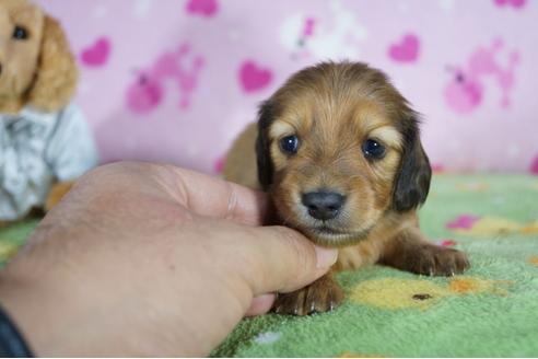 成約済の兵庫県のミニチュアダックスフンド(ロングヘアード)-85311の5枚目