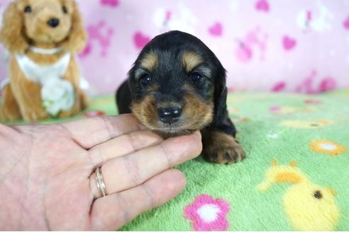 成約済の兵庫県のミニチュアダックスフンド(ロングヘアード)-85316の4枚目