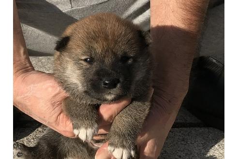 成約済の長崎県の柴犬-85318