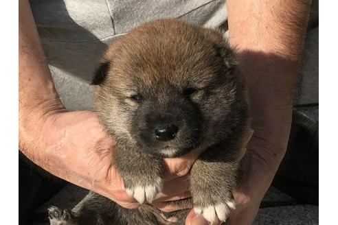 成約済の長崎県の柴犬-85318の3枚目
