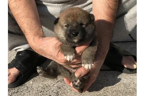 成約済の長崎県の柴犬-85318の2枚目