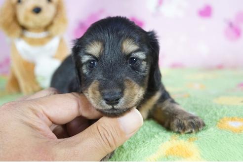 成約済の兵庫県のミニチュアダックスフンド(ロングヘアード)-85324の4枚目