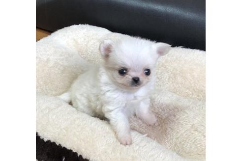 成約済の香川県のチワワ(ロングコート)-85323の1枚目