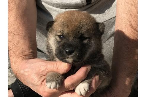 成約済の長崎県の柴犬-85326