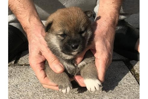 成約済の長崎県の柴犬-85326の5枚目