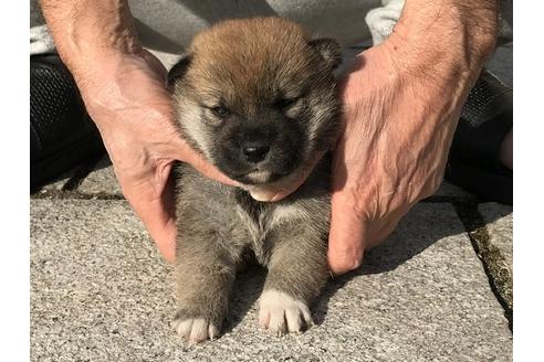 成約済の長崎県の柴犬-85326の4枚目