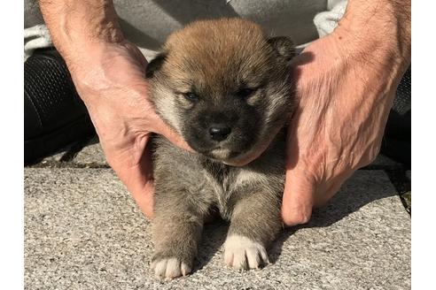 成約済の長崎県の柴犬-85326の3枚目