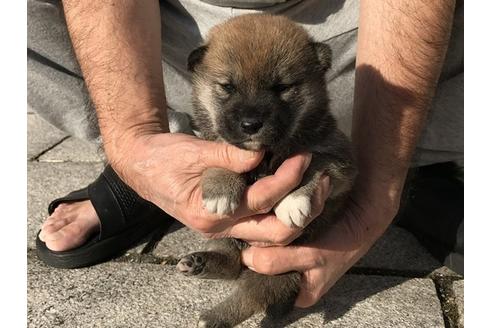 成約済の長崎県の柴犬-85326の2枚目