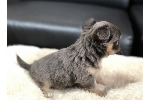 成約済の香川県のチワワ(ロングコート)-85332の3枚目