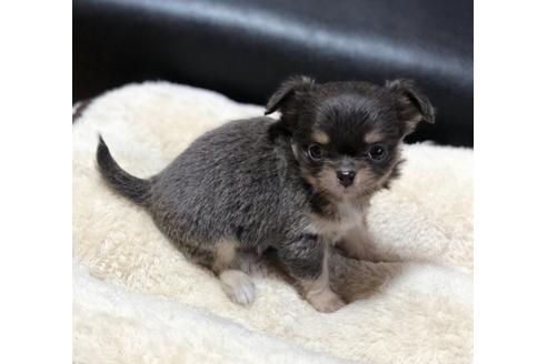 成約済の香川県のチワワ(ロングコート)-85332の1枚目