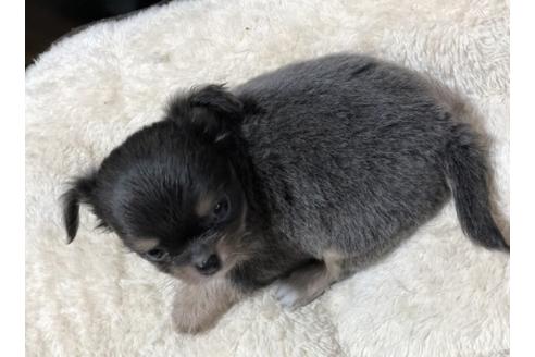 成約済の香川県のチワワ(ロングコート)-85332の2枚目