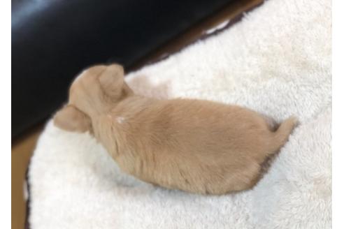 成約済の香川県のチワワ(ロングコート)-85347の3枚目