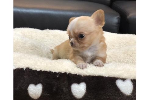 成約済の香川県のチワワ(ロングコート)-85347の2枚目