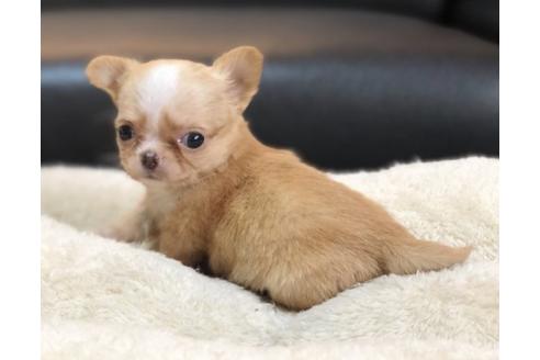 成約済の香川県のチワワ(ロングコート)-85347の1枚目