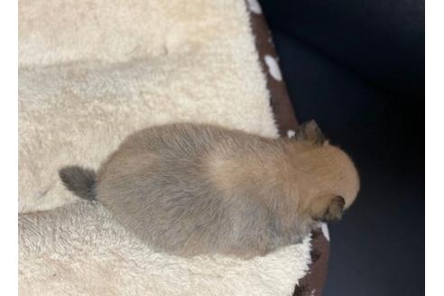 成約済の香川県のポメチワ:ポメラニアン×チワワ-85348の3枚目