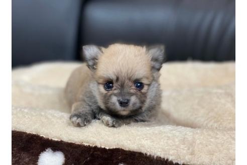 成約済の香川県のポメチワ:ポメラニアン×チワワ-85348の2枚目