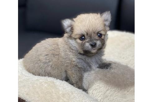 成約済の香川県のポメチワ:ポメラニアン×チワワ-85348の1枚目